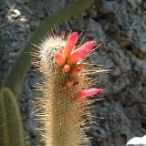 Cleistocactus hyalacanthus tarijensis ©JL.jpg